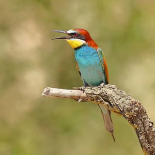 European bee-eater (Merops apiaster) sitting on a branch, Lake Neusiedl, Burgenland, Austria