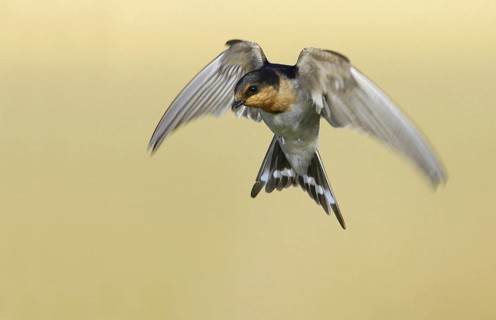 Welcome Swallow (Hirundo neoxena), Victoria, Australia