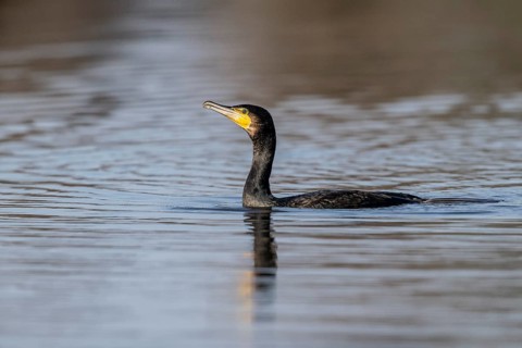 Cormorant (Phalacrocorax carbo), Emsland, Lower Saxony, Germany