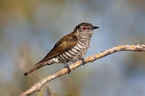 Little Bronze Cuckoo (Chrysococcyx minutillus) male, Western Australia, Australia