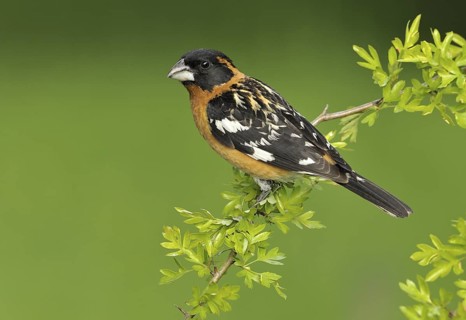 Black-headed Grosbeak (Pheucticus melanocephalus) male, British Columbia, Canada