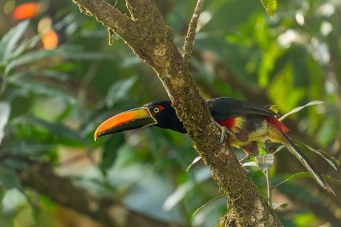 Fiery billed aracari perched on branch, close view, beak transilluminated revealing veins, Osa