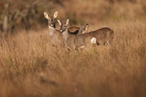 A group of roe deer peacefully graze in a sunlit field, surrounded by golden autumn grasses. The