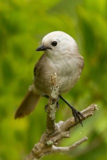 Whitehead (Mohoua albicilla), Tiritiri Matangi Island, New Zealand