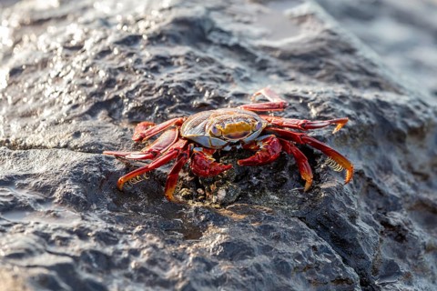 Red rock crab (Grapsus grapsus), San Cristobal, Galapagos, Ecuador