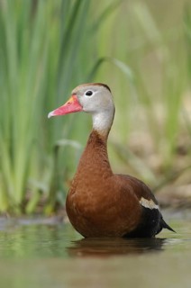 Black-bellied Whistling Duck (Dendrocygna autumnalis), Texas, USA