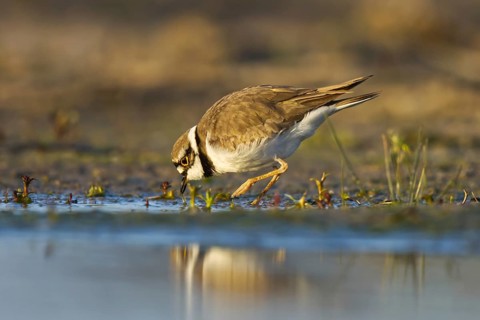 Little Ringed Plover (Charadrius dubius) female foraging, North Rhine-Westphalia, Germany