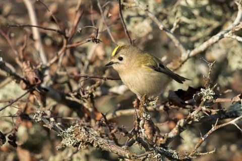 Goldcrest (Regulus regulus) perched on a branch, Oland, Sweden