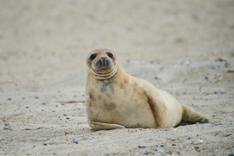 Grey seal (Halichoerus grypus) lying on the beach, Düne, Helgoland, Schleswig-Holstein, Germany