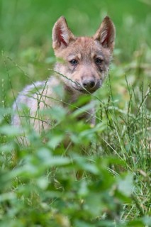 Timber Wolf (Canis lupus), cub, captive, Germany
