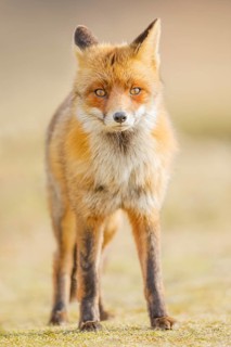 Rotfuchs, Vulpes vulpes Red Fox, Vulpes vulpes