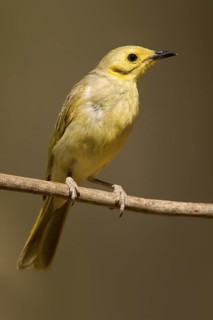 Yellow-tinted Honeyeater (Ptilotula flavescens), Western Australia, Australia