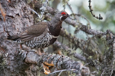 Spruce Grouse (Falcipennis canadensis) perched on a branch in Churchill, Manitoba, Canada