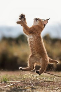 Caracal (Caracal caracal) cub jumping, Castile-La Mancha, Spain