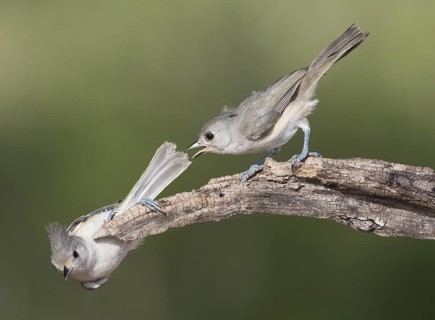 Tufted Titmouse (Baeolophus bicolor) juvenile, Texas, USA