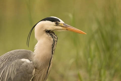 Grey Heron (Ardea cinerea), Serbia