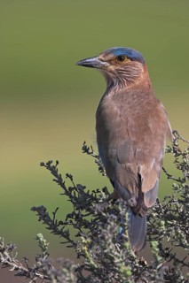 Indian Roller (Coracias benghalensis), Oman