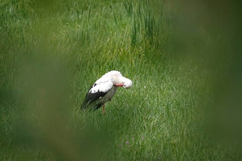 White stork, summer, Germany