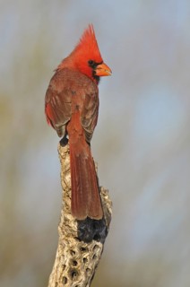 Northern Cardinal (Cardinalis cardinalis), Arizona, USA