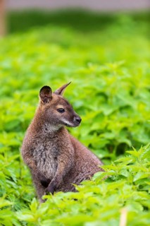 Red-necked wallaby or Bennett's wallaby (Macropus rufogriseus) sits amidst of a field of stinging