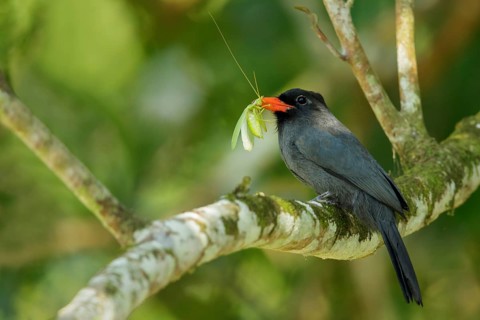 Black-fronted Nunbird (Monasa nigrifrons) perched on a branch in Manu National Park, Peru
