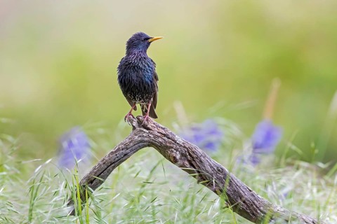 Common Starling (Sturnus vulgaris) perched on a log, Saxony-Anhalt, Germany