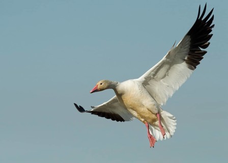 A Snow Goose brakes for landing at Colusa National Wildlife Refuge California