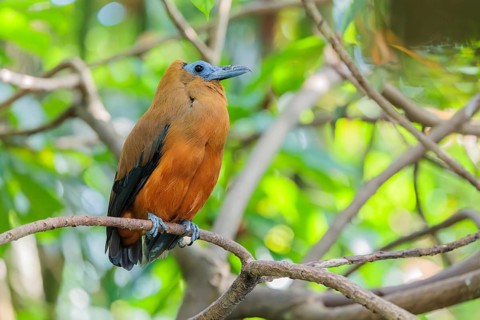 A capuchin bird (Perissocephalus tricolor) sits on a branch in a green tropical forest. It is found
