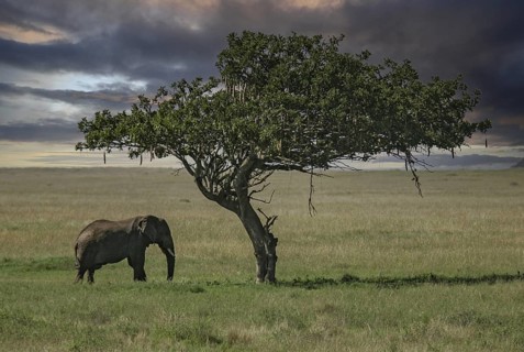African elephant (Loxodonta africana) elephant bull standing lonely next to sausage tree (Kigelia