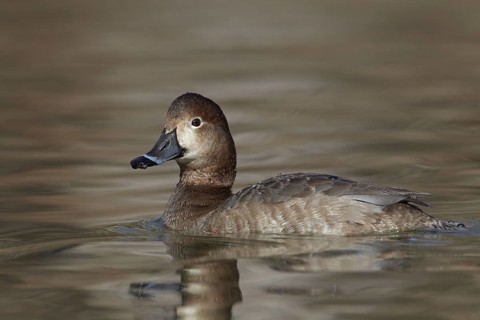 Redhead (Aythya americana) female, Ohio, USA
