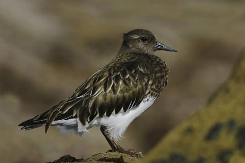 Black Turnstone (Arenaria melanocephala), California, USA
