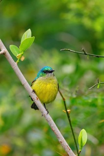 Forest Sunbird, (Anthodiaeta collaris), (Anthreptes collaris), animals, birds, perching, honey