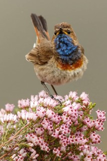 Bluethroat (Luscinia svecica), perched, Castile and Leon, Spain