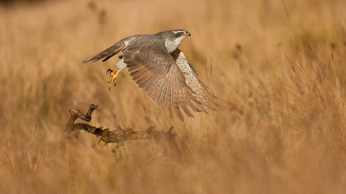 The female northern goshawk elegantly glides over a field, showcasing its striking plumage and