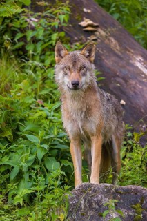 A eurasian gray wolf (Canis lupus lupus) stands on a hill between rocks and logs, watching