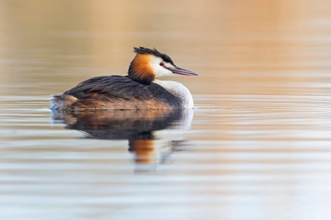 A great crested grebe swimming in the water, (Podiceps Scalloped ribbonfish), animals, birds,