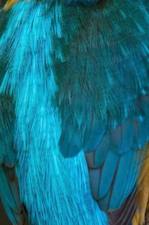 Common Kingfisher (Alcedo atthis) crop of the back plumage, Lower Saxony, Germany