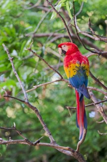 Scarlet Macaw (Ara macao) Colombia