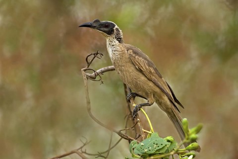 Silver-crowned Friarbird (Philemon argenticeps), Western Australia, Australia