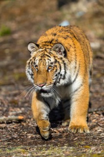 One young female Siberian Tiger, Panthera tigris altaica, walking thru a birch tree forest. Early