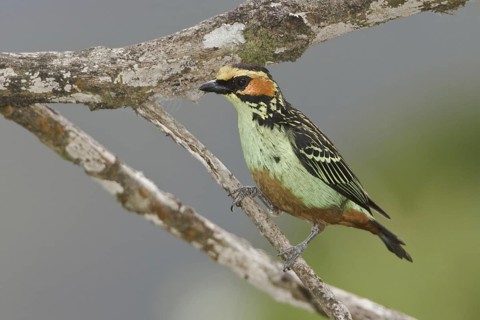 Golden-eared Tanager (Tangara chrysotis), Ecuador