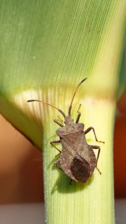Leather bug (Coreus marginatus), on a maize plant (Zea mays), Wilnsdorf, North Rhine-Westphalia,