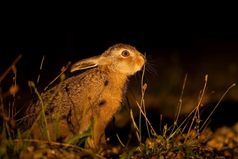 European brown hare (Lepus europaeus) juvenile baby leveret animal feeding in grassland in summer