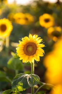 A vibrant sunflower blooms, basking in the warm sunlight amidst a field of lush greenery and golden