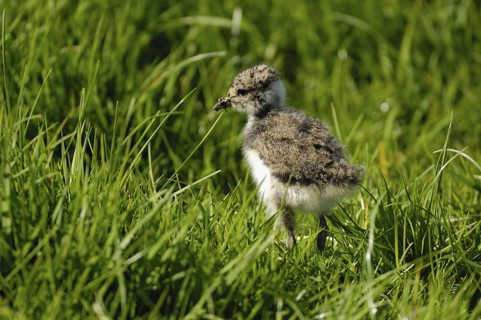 Kiebitz (Vanellus vanellus), Jungvogel, April, Gelderland, Niederlande