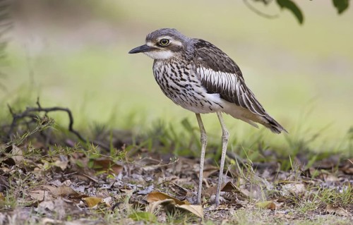Bush Stone-curlew (Burhinus grallarius), Queensland, Australia