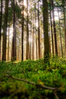 A forest with tall trees in soft sunlight and moss on the ground, Calw, Black Forest, Germany