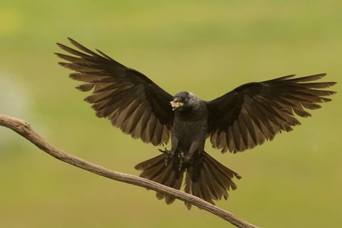 Western Jackdaw (Coloeus monedula) approaching to a branch, Serbia