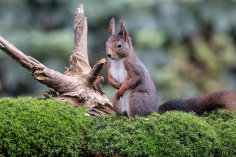 Squirrel (Sciurus vulgaris), Emsland, Lower Saxony, Germany