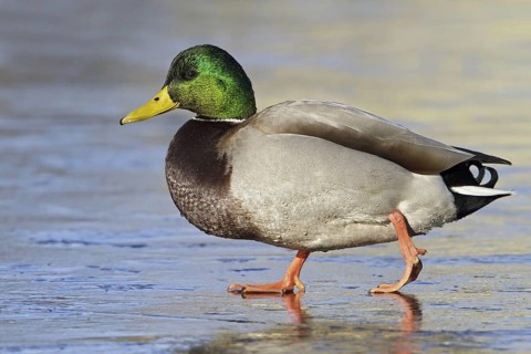 Mallard (Anas platyrhynchos) male, British Columbia, Canada